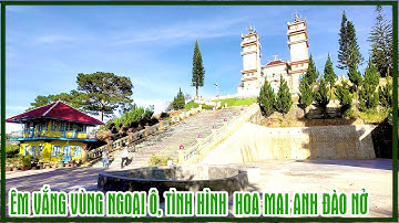 Đà Lạt: Êm vắng vùng ngoại ô, rục rịch Hoa Mai Anh Đào nở, lạnh teo 12 độ c