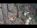 猟犬でイノシシ、シカ捕獲26（２日分、3代目クッキーはよく良くなってきました！）