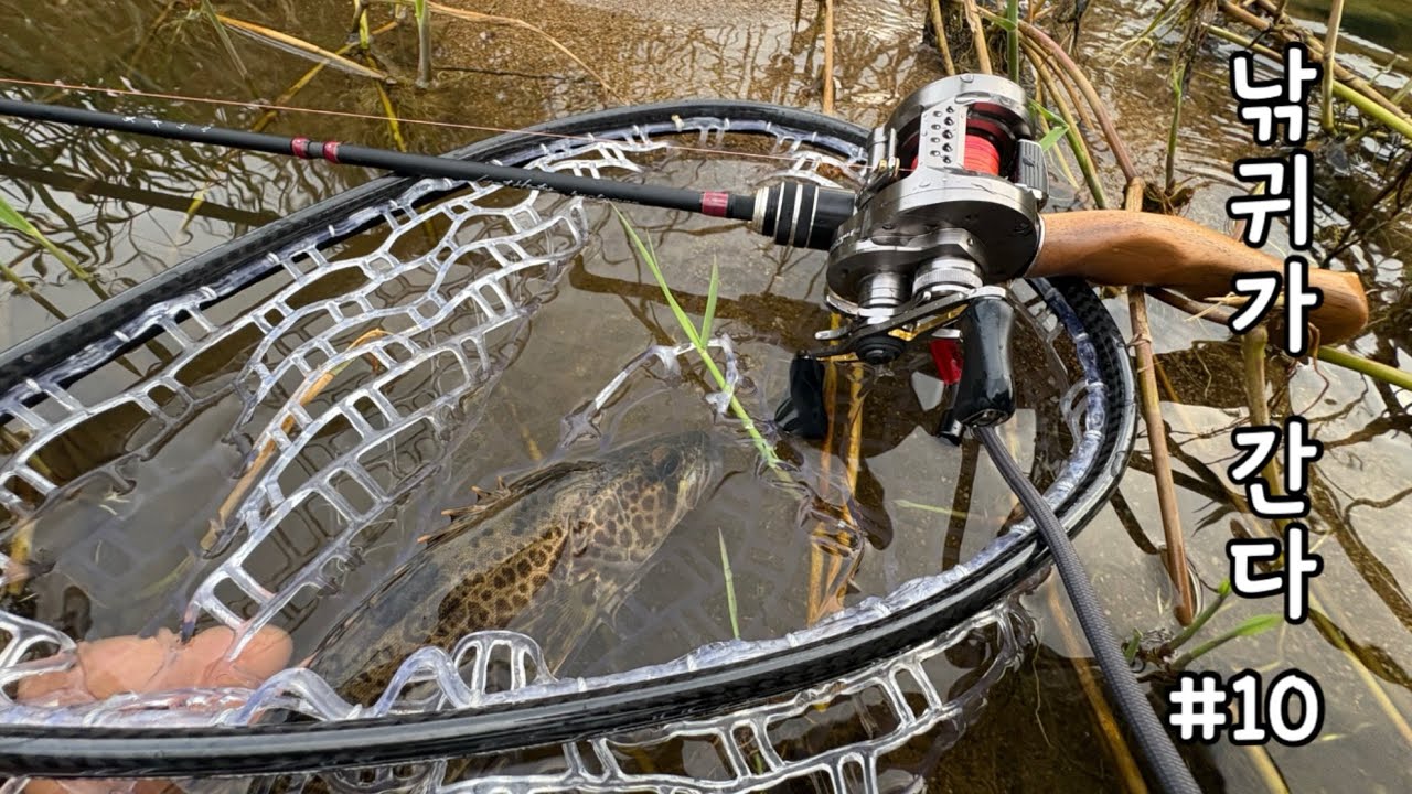 낚귀가 간다 ep.10 // 베이트 피네스 쏘가리 낚시