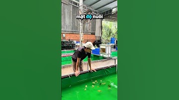 Tập 47 |chia sẻ chút kinh nghiệm về cá vàng và cá guppy P2 #traicacanhnhabunny #guppy #goldfish #fyp