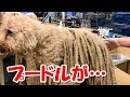 長くて重い毛の犬を保護！トリミング後の姿に驚愕する