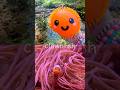 Kids Learn | Sea Animal Names at the Stream: Octopus Whale Blob Fish Great White Shark Clownfish