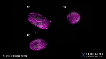 C. elegans Lineage Tracing