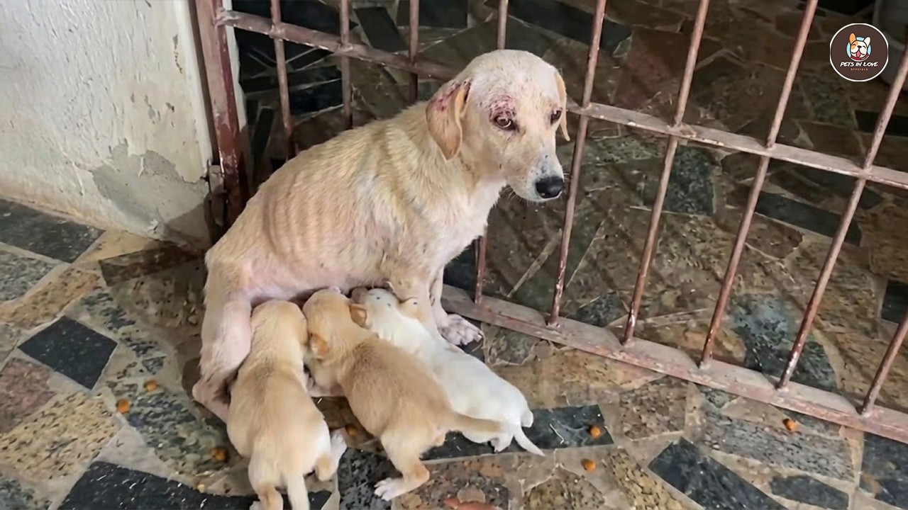 Выгнанный после родов, он перестал дрожать, когда его щенки почувствовали любовь.