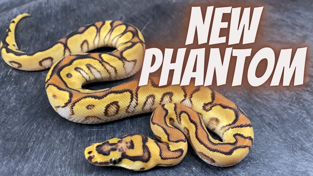 Новый КЛЮЧЕВОЙ ингредиент для клоунов: ФАНТОМ