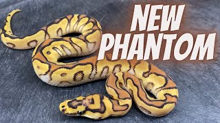 New KEY ingredient for Clowns: PHANTOM