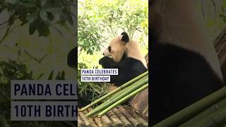 Download Lagu Panda Zhen Duo celebrates 10th birthday in Yunnan MP3