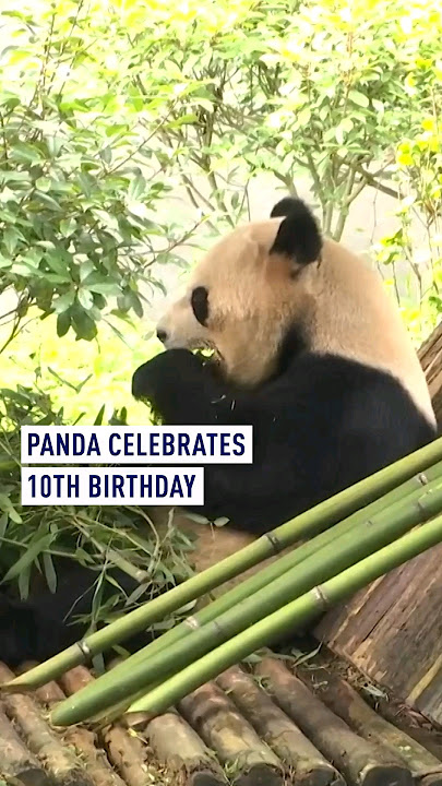 Panda Zhen Duo celebrates 10th birthday in Yunnan