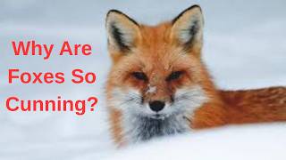Why Are Foxes So Cunning ?