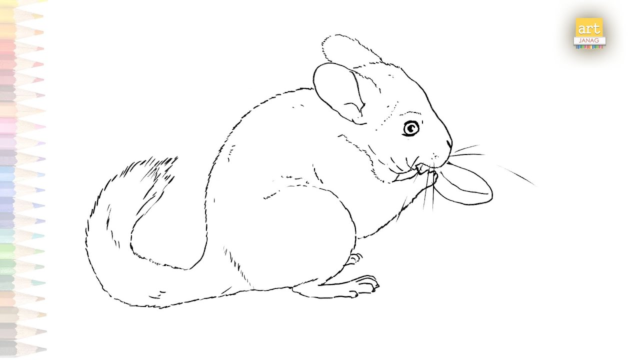 How To Draw A Chinchilla, Step by Step, Drawing Guide, by Dawn - DragoArt