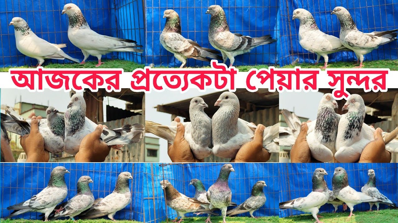  সিলভার গিরিবাজ কবুতর কিনুন কম দামে Gribaz kobutor #pigeon #shorts #shortvideo #birds #kabootar 