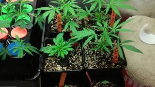 How to grow lowkey 101 pt.41 Clones the next Day
