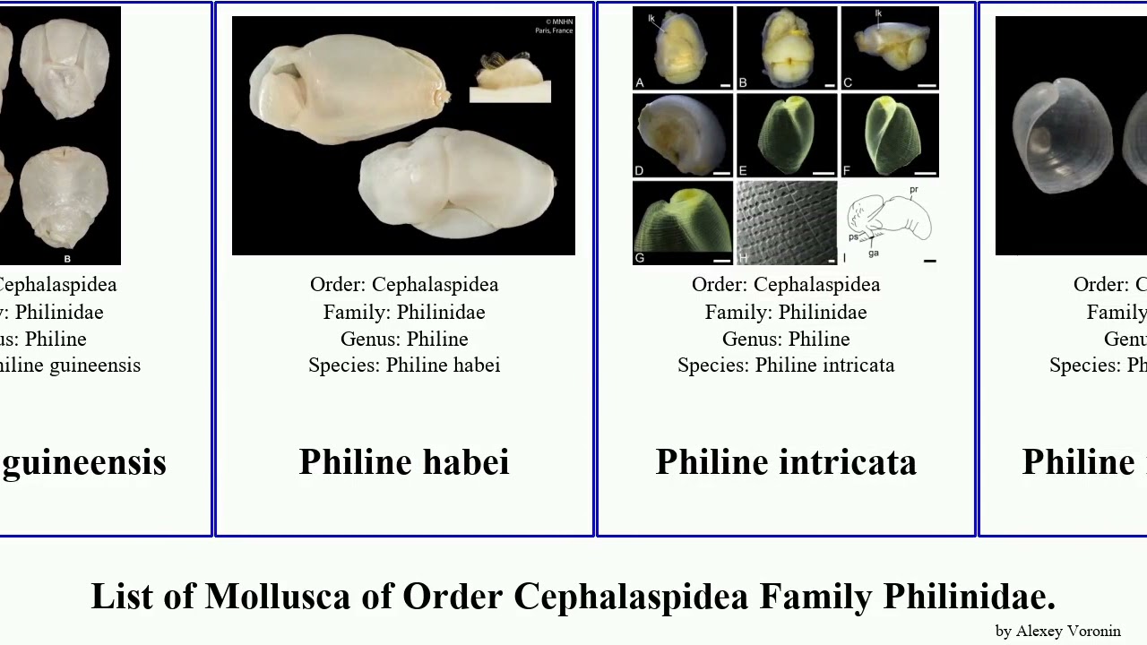 List of Mollusca of Order Cephalaspidea Family Philinidae. philine orca orientalis catena persei