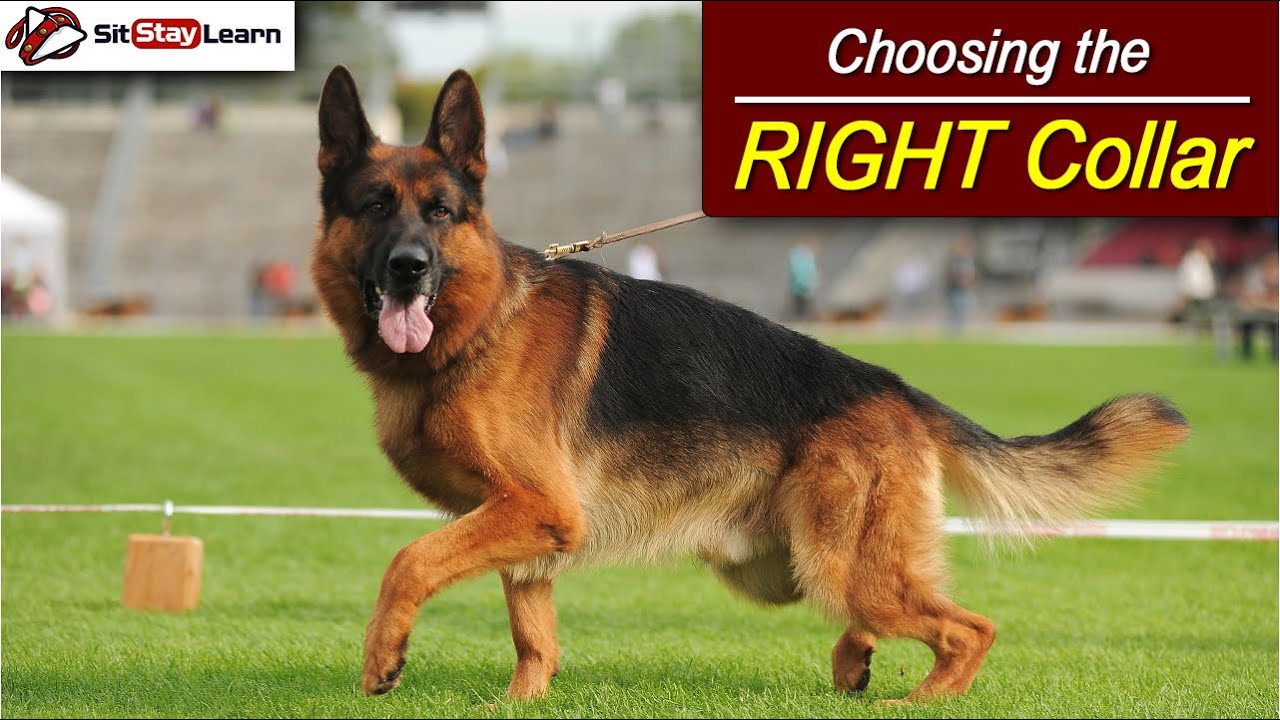 Dog Training Which Dog Collar To Use On Your Dog By Stan Smith YouTube dog-training-which-dog-collar-to-use-on-your-dog-by-stan-smith-youtube
