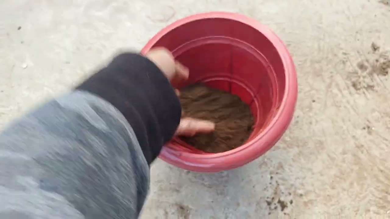 How to transplant Petunia flower plant
