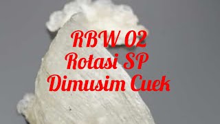 Rotasi SP bermahar di Musim Cuek