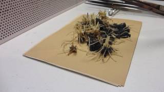 Cypripedium calceolus tissue culture replanting vitro plant clonal propagation