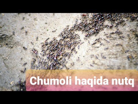 Chumoli haqida nutq. Usmon Azimdan shedevr