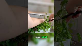 SECRET Hack for MORE basil! 🌿