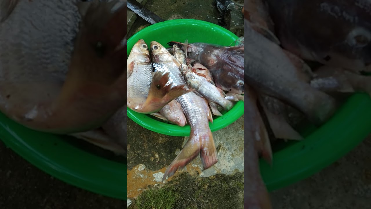 Ikan - YouTube