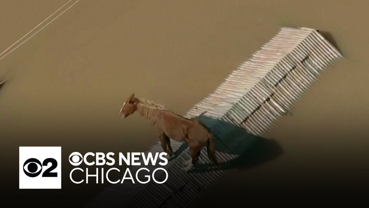 Horse gets stuck on roof amid floodwaters in Brazil - YouTube