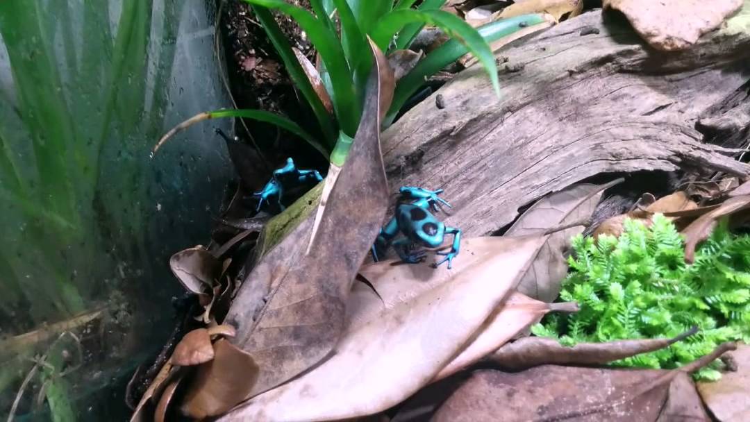 Dendrobate Auratus El Cope YouTube