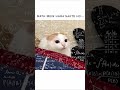 english to meri khrab h🤡 #tweettweet #cat #funny
