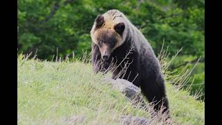 A giant bear charging toward me - YouTube