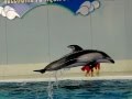 イルカショー ハイスピードムービー2 Dolphin show High-speed camera