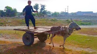 A Boy Riding On Donkey Cart|Donkey Work In Hot Summer Season