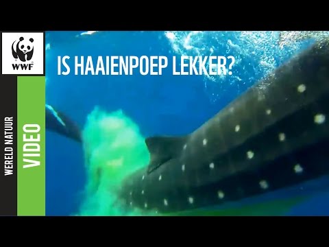 Video: Welke Haaien Worden Tapijt Genoemd