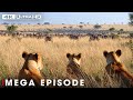 Savage Kingdom: The Ultimate Price of Survival | Nature Animal Documentary