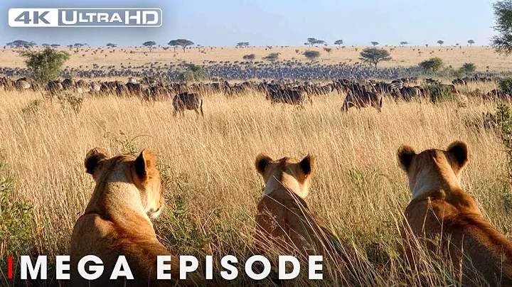 Savage Kingdom: The Ultimate Price of Survival  | Nature Animal Documentary