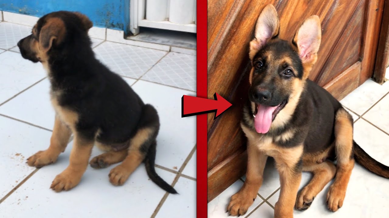 EVOLUÇÃO PASTOR ALEMÃO CAPA PRETA - 2 MESES (Baruk)