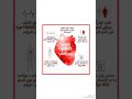 صوت نبض القلب على ماذا يدل معلومات تهـمك صحة نصائح طبية إرشادات