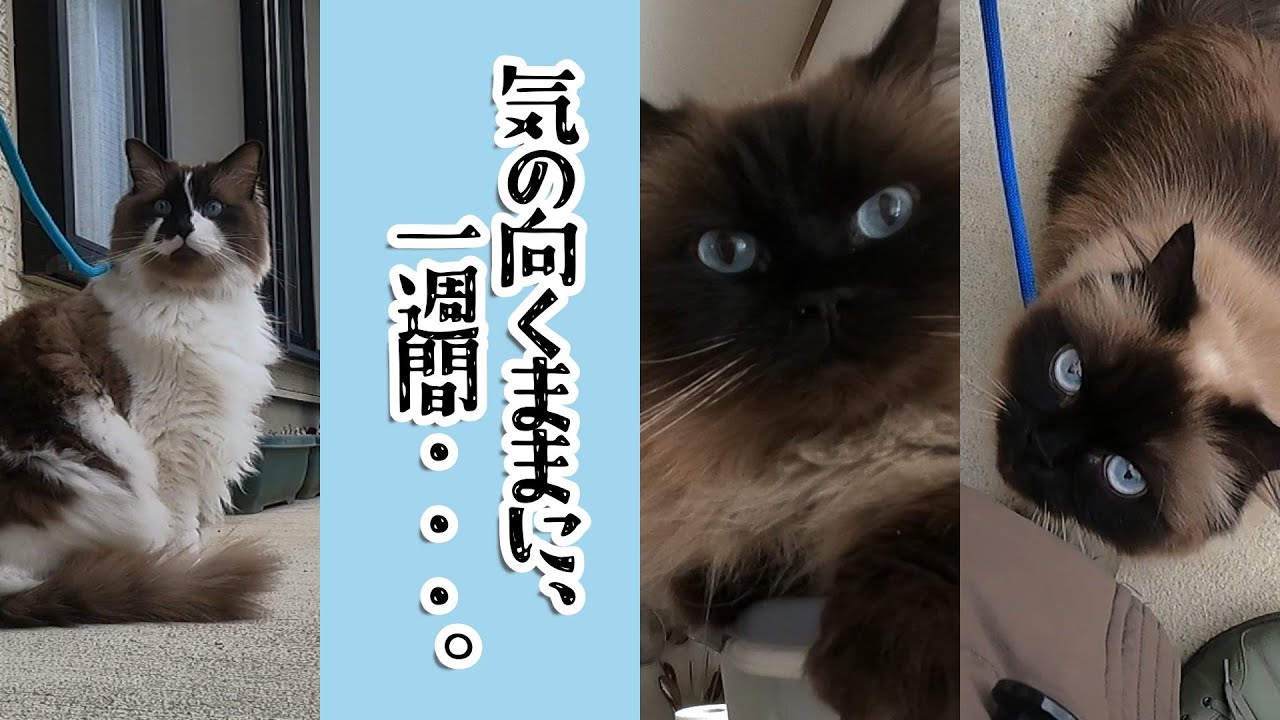 気の向くままに、一週間・・・。　#グリンとグランの陽だまり日記　#猫