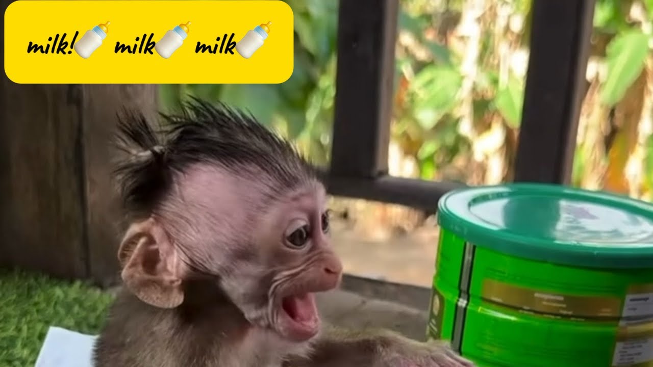 Baby Monkey Cries “Pitchu-Whatchu!” for Milk 🥺🍼
