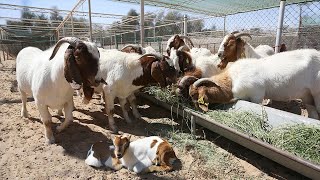 My Natural Farm of Chickens And Goats  A Closer Look at our Freerange Farm with Newborn Goat!