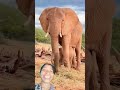 #cute #elephant #wildlife #safari #jiskeaanesemukammalhogayithizindagisong