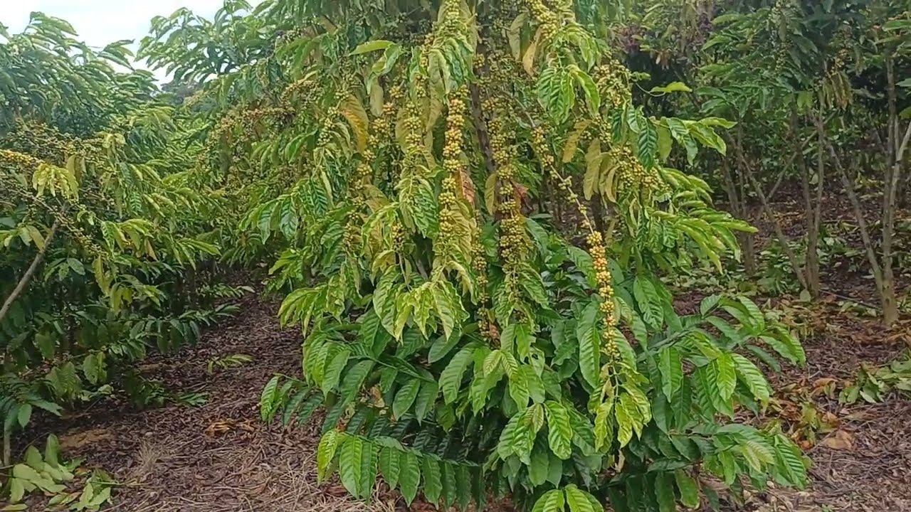 Café clonal robusta amazônico de Rondônia, chegou a colheita  04, 07, 88, 25, 08, AS2