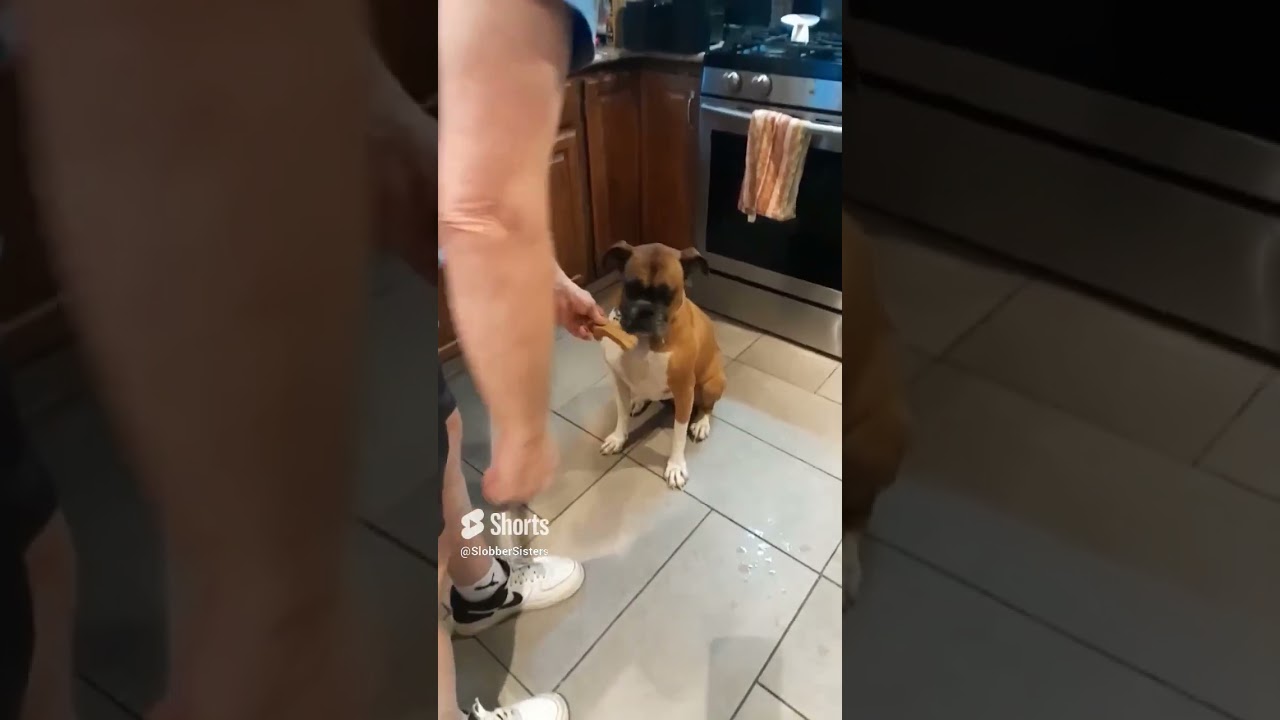 CUTE BOXER DOGS EXCITED TO GET BISCUITS FUNNY VIDEO - SLOBBER SISTERS