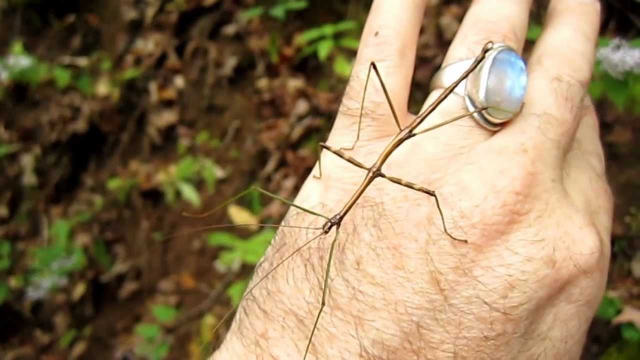 Mimicry in Nature: The Mysterious Walking Stick Insect - YouTube