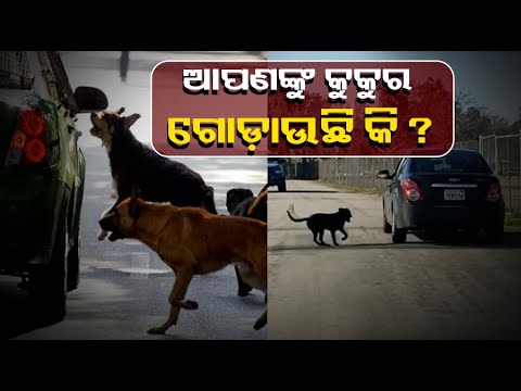 ଆପଣ କେବେ ଭାବିଛନ୍ତି କି ହଠାତ୍ କୁକୁରମାନେ ଗାଡି ପଛରେ କାହିଁକି ଦୌଡ଼ିବା ଆରମ୍ଭ କରନ୍ତି ? ଜାଣନ୍ତୁ ଏହି ଭିଡିଓରୁ