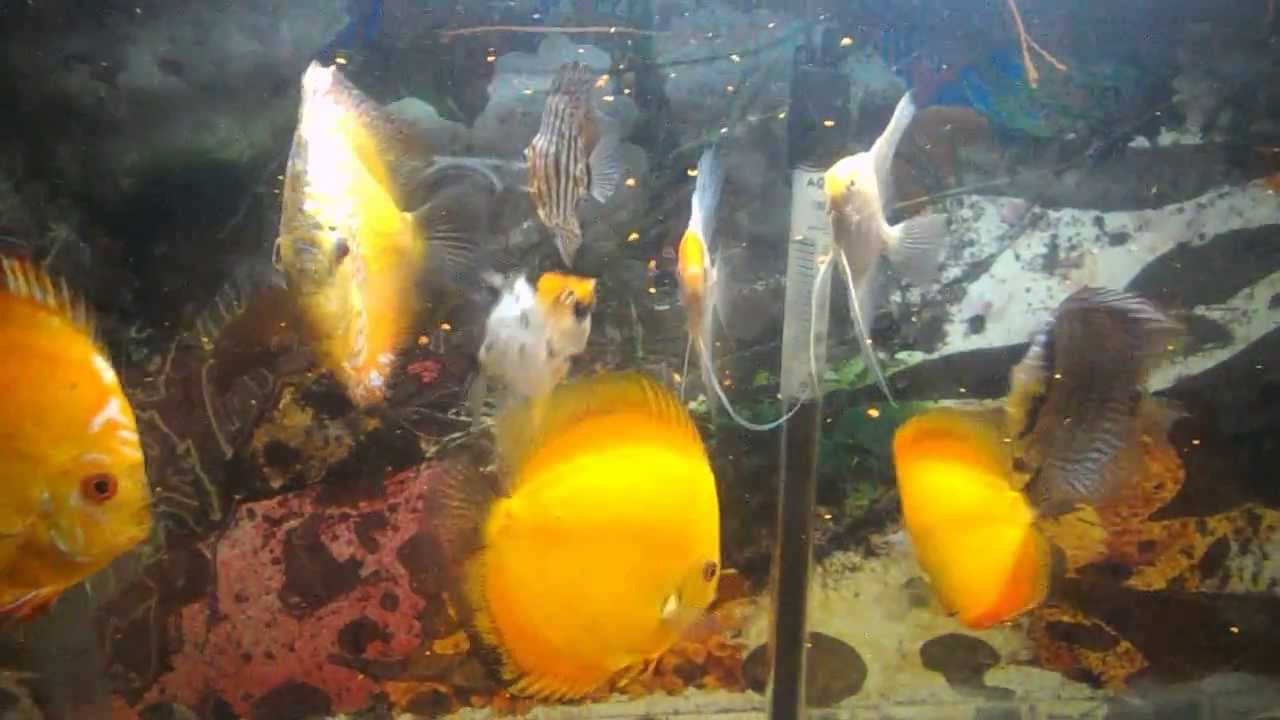 Discus fish feeding YouTube