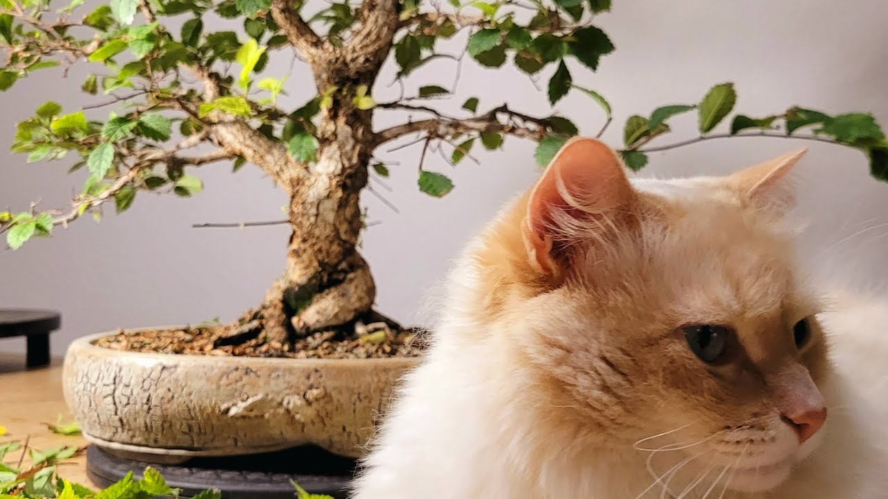 Bonsai Ulmus minor var