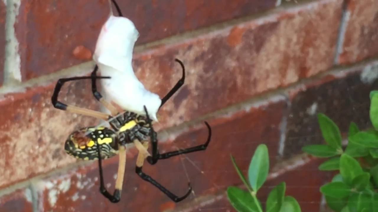 Zig Zag Spider vs Cow Killer Ant - YouTube