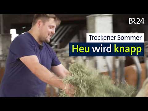 Heu wird knapp: Wie Bauern um den Wintervorrat kämpfen | Abendschau | BR24