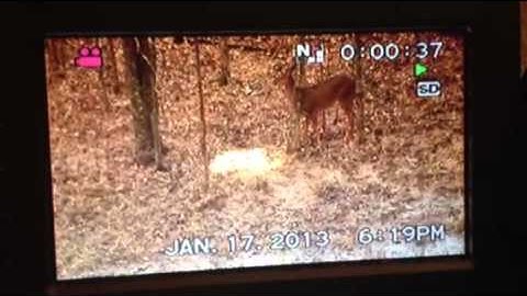 Doe hunting (swhacker broadheads)