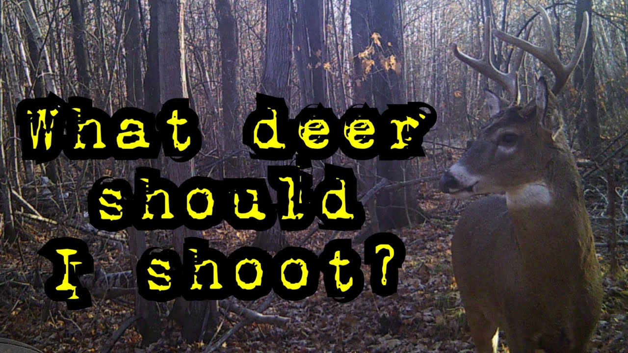 What Deer to shoot? YouTube