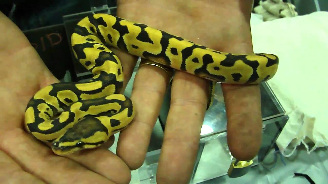 pets bd Rocky Mountain Reptile Expo 11-13-2010 Part 6